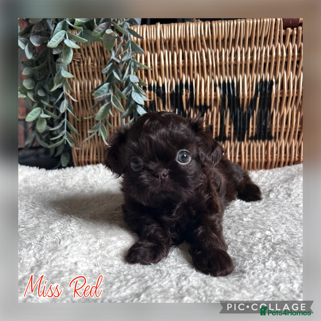 Shih Tzu dogs for sale: Stunning KC chocolate imperial Shihtzu puppies - Image 22
