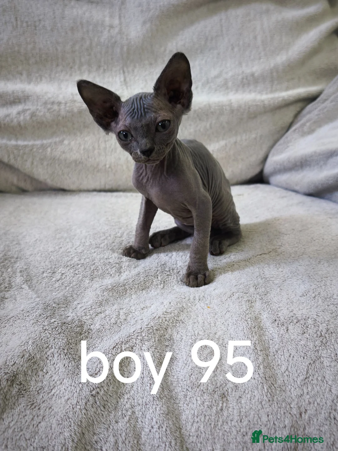 Mixed Breed cats for sale: Mixed sphinx kittens for sale  - Advert 1