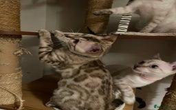 Bengal cats for sale:  Beautiful Bengal ready to reserve - Image 18