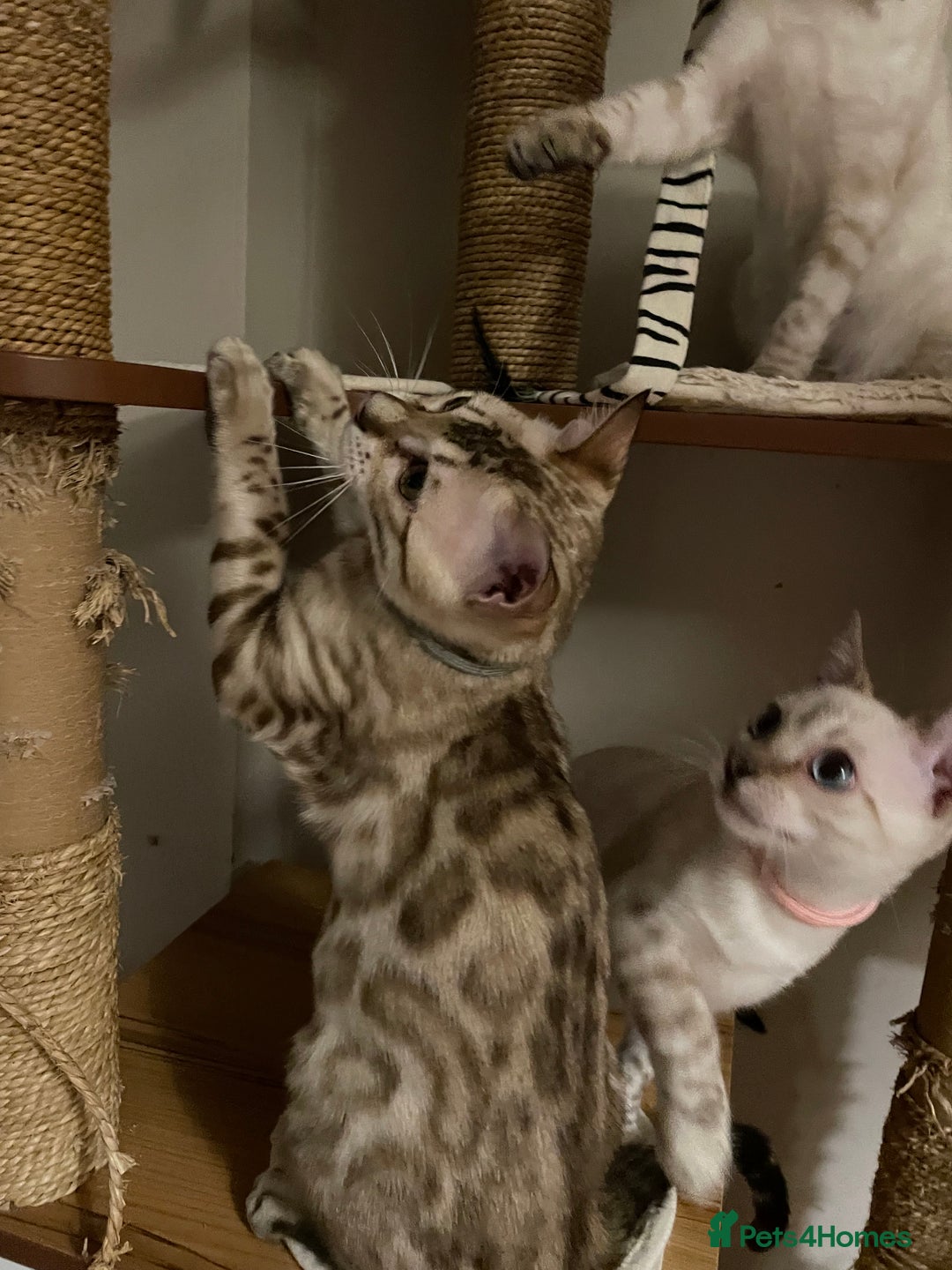 Bengal cats for sale:  Beautiful Bengal ready to reserve - Image 18