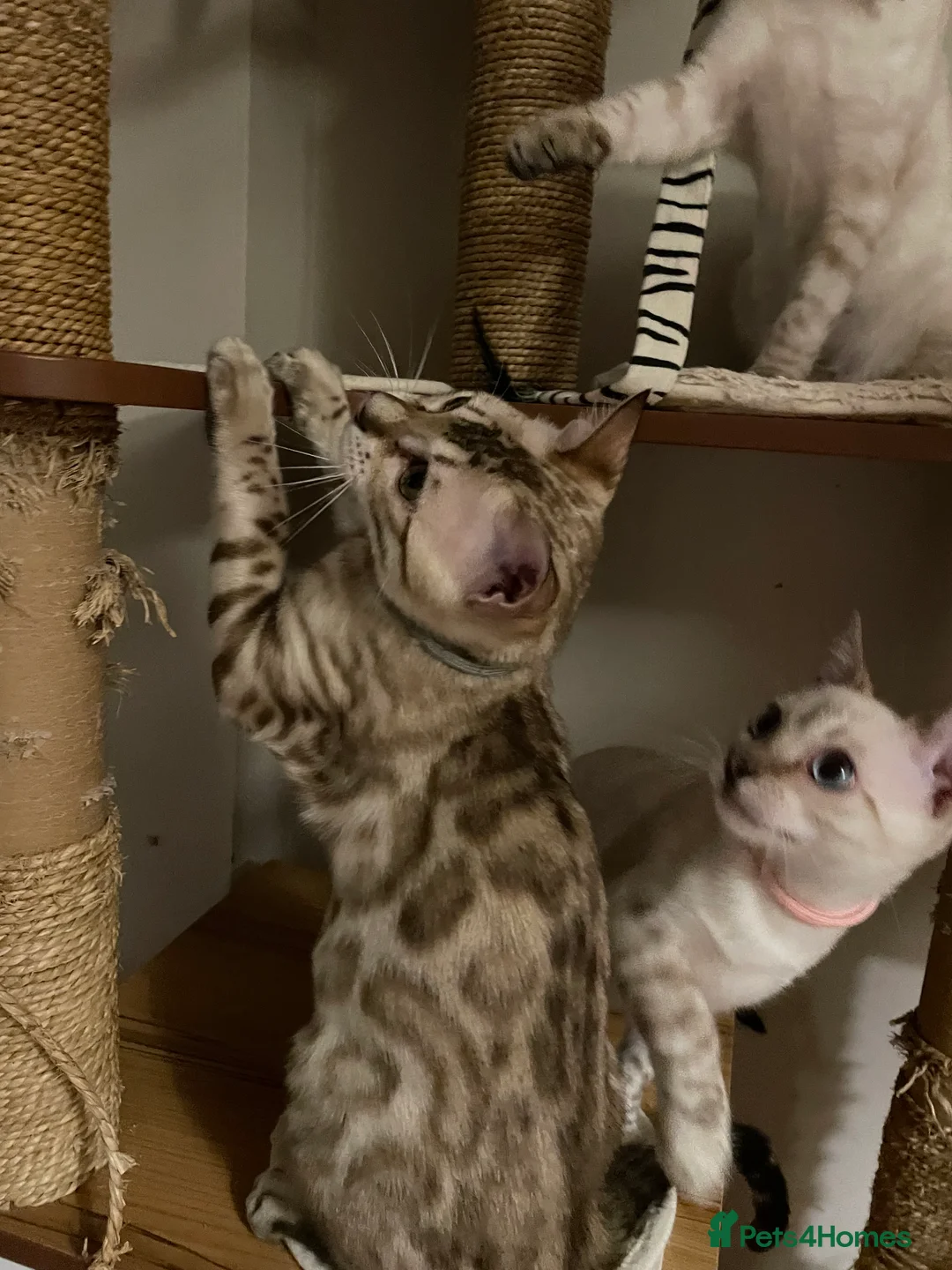 Bengal cats for sale:  Beautiful Bengals able to leave. - Advert 20