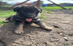 German Shepherd dogs for sale: German shepherd puppies  - Image 19
