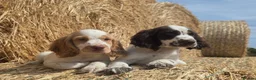 Cocker Spaniel dogs for sale: REDUCED £750 last girl left due to time wasters  - Advert 7