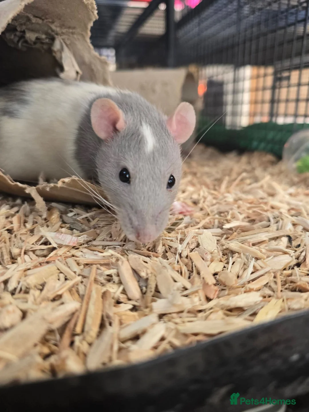 Rat rodents for sale: Baby rats males and females well handled  - Advert 1