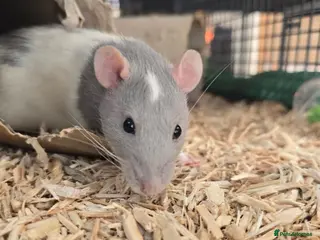 Rat rodents Baby rats males and females well handled - Advert 1