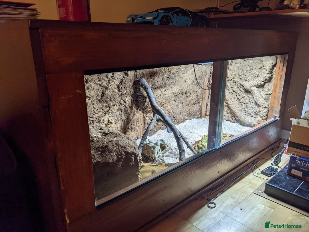 Boa Snake reptiles for sale: Boa comstrictor  - Image 3