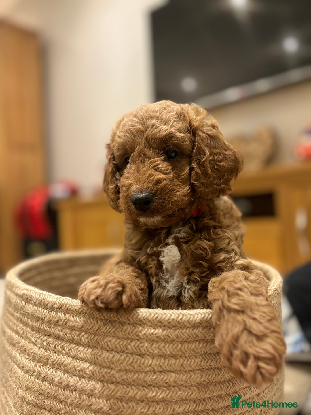 Cockapoo dogs for sale: Beautiful Cockapoo, looking for his forever home.  - Advert 6