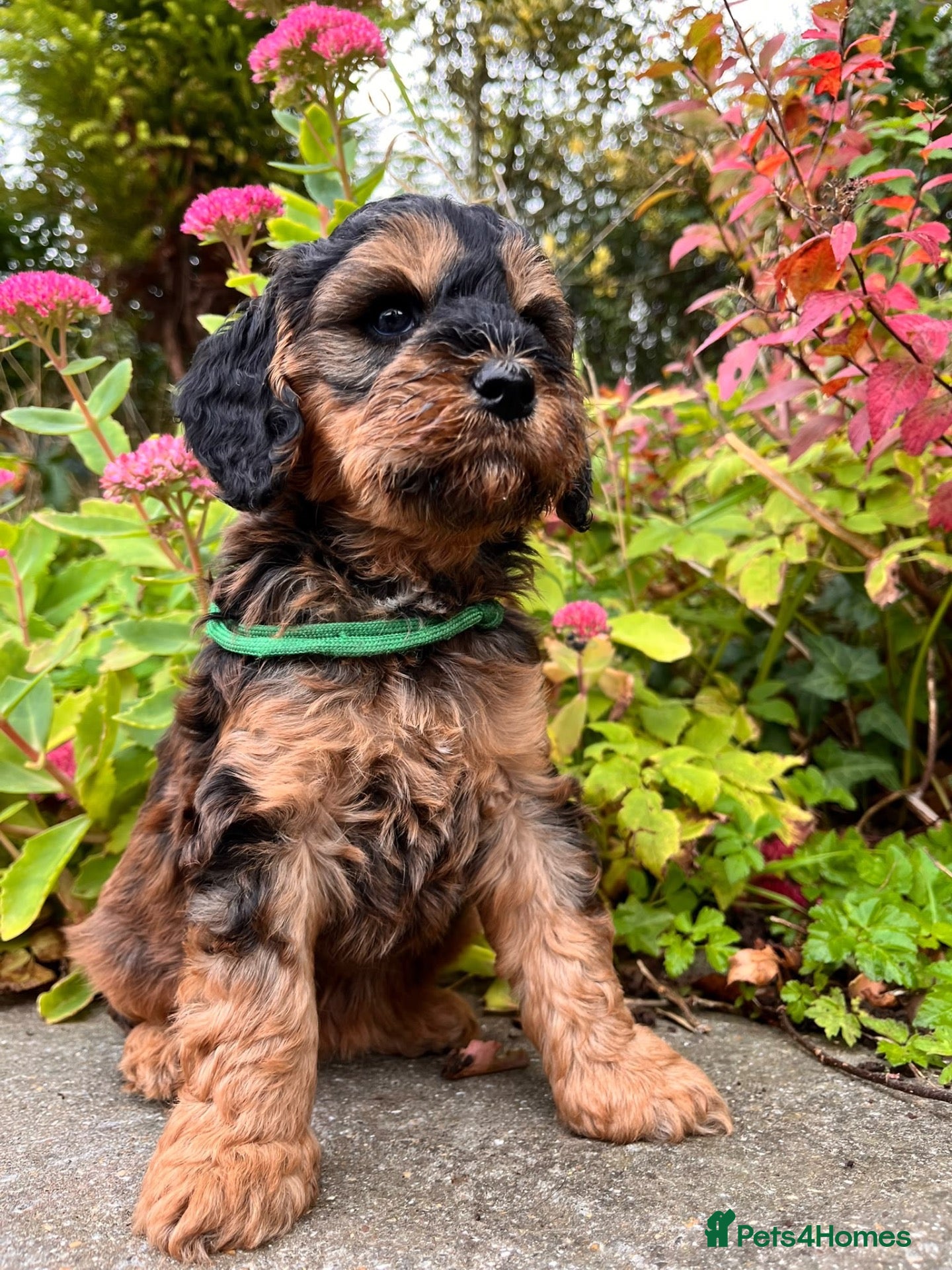 Cockapoo dogs Beautiful cockapoo puppies *licensed breeder* - Advert 2