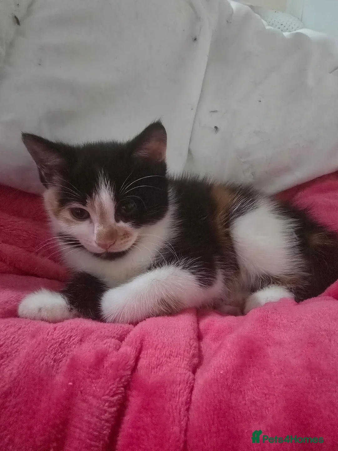 Mixed Breed cats for sale: Ragdoll mixed kitten  - Advert 8