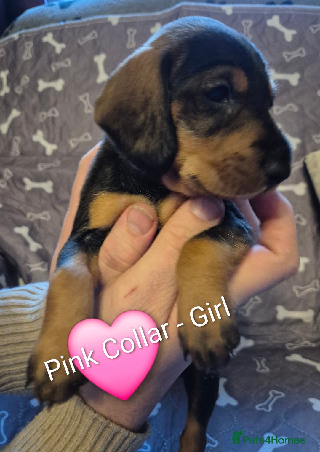 Dachshund dogs for sale: Standard Dachshund Puppies - Advert 14