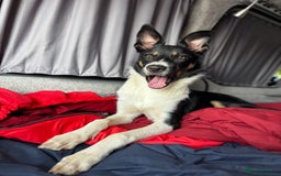 Mixed Breed dogs for sale: Collie mixed malinois  - Advert 17