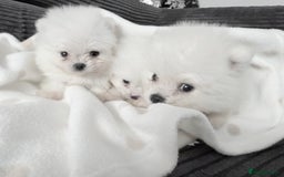 Pomeranian dogs for sale: Super quite Kc Pomeranians puppies(1 boy available - Image 12