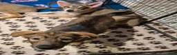 Saarloos Wolfdog dogs for sale: Female available - vaccinated and ready to leave - Advert 14