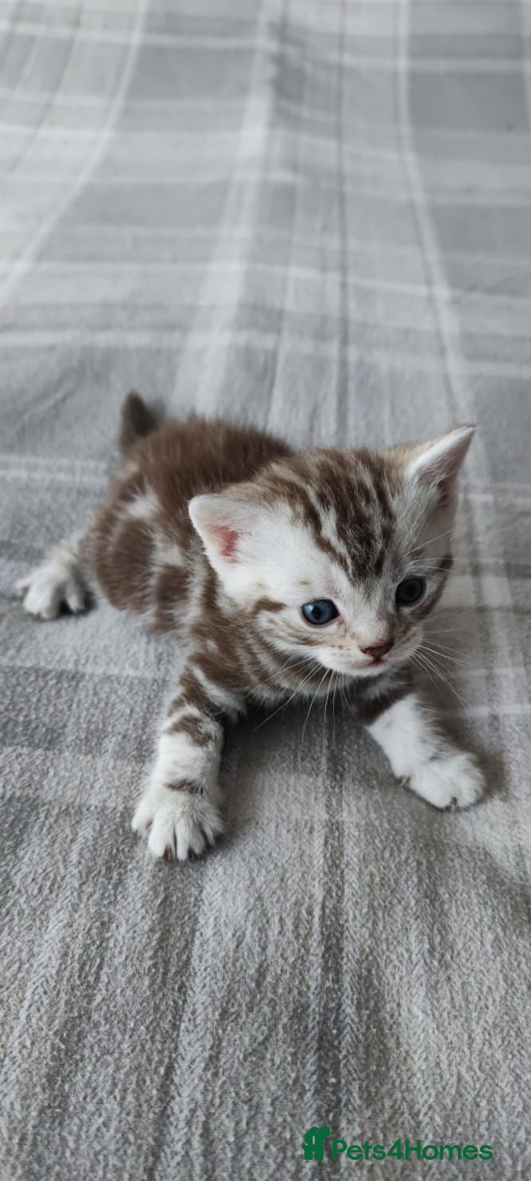 British Shorthair cats for sale: ✨4 Pure BSH Tabby kittens✨ - Advert 11