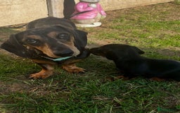 Dachshund dogs for sale: Mini dachshund puppies - Image 8