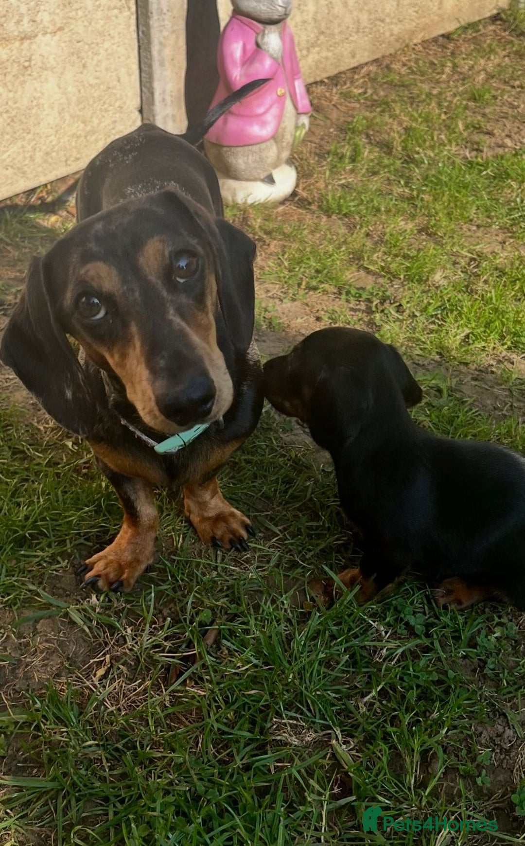 Dachshund dogs for sale: Mini dachshund puppies - Image 8