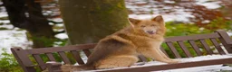 German Shepherd dogs for stud: Isabella german shepherd stud dog  - Advert 8