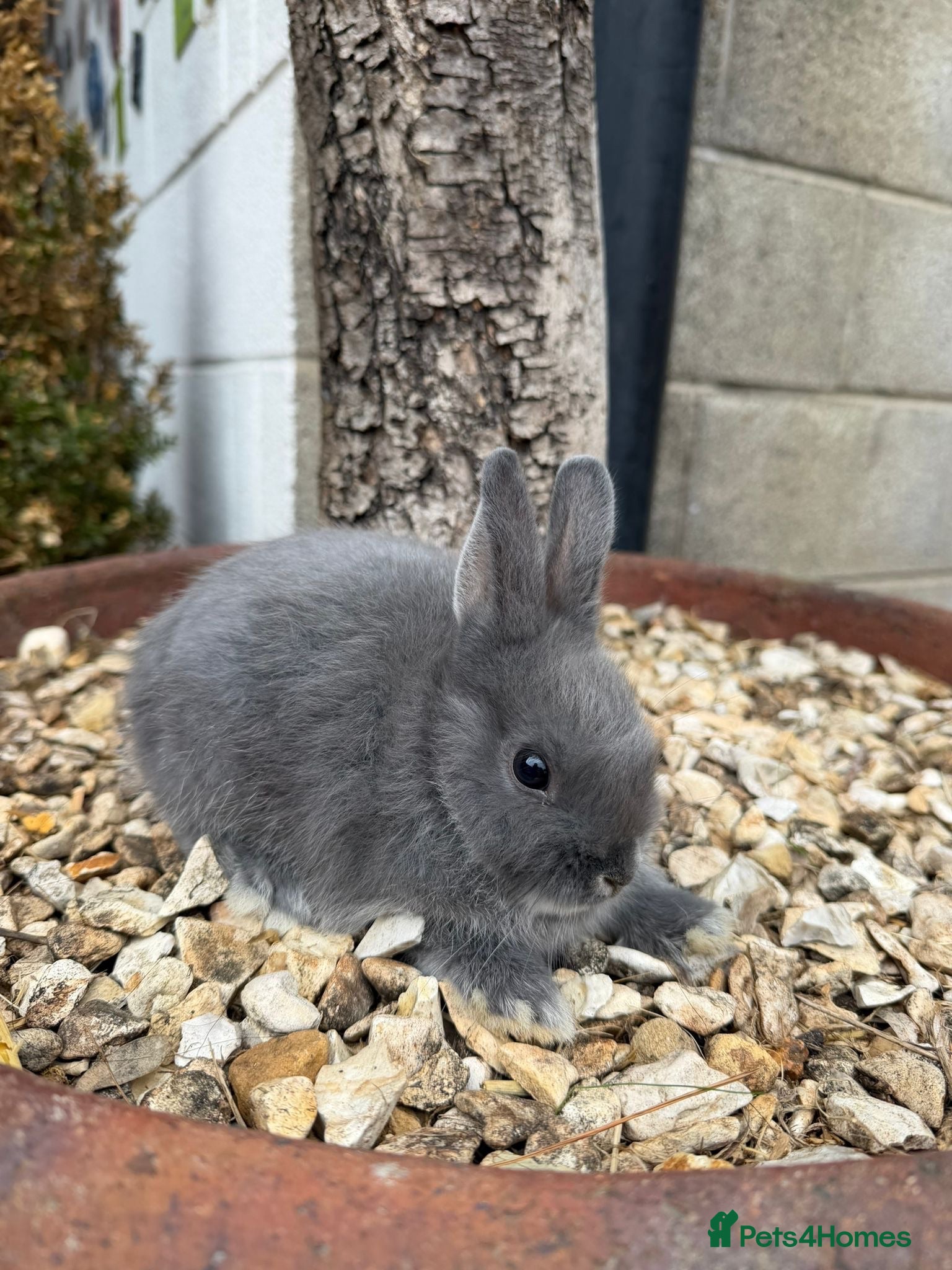 Netherland Dwarf rabbits Tiny Nederland Dwarf Rabbits  - Advert 2