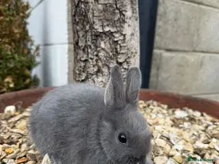 Netherland Dwarf rabbits Tiny Nederland Dwarf Rabbits - Advert 2