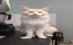 Maine Coon cats for sale: Beautiful boy for sale  - Image 2