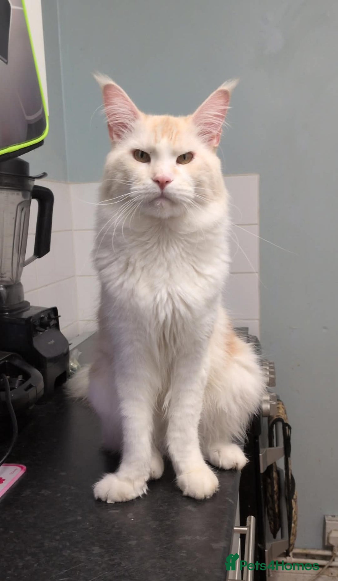 Maine Coon cats for sale: Beautiful boy for sale  - Image 2