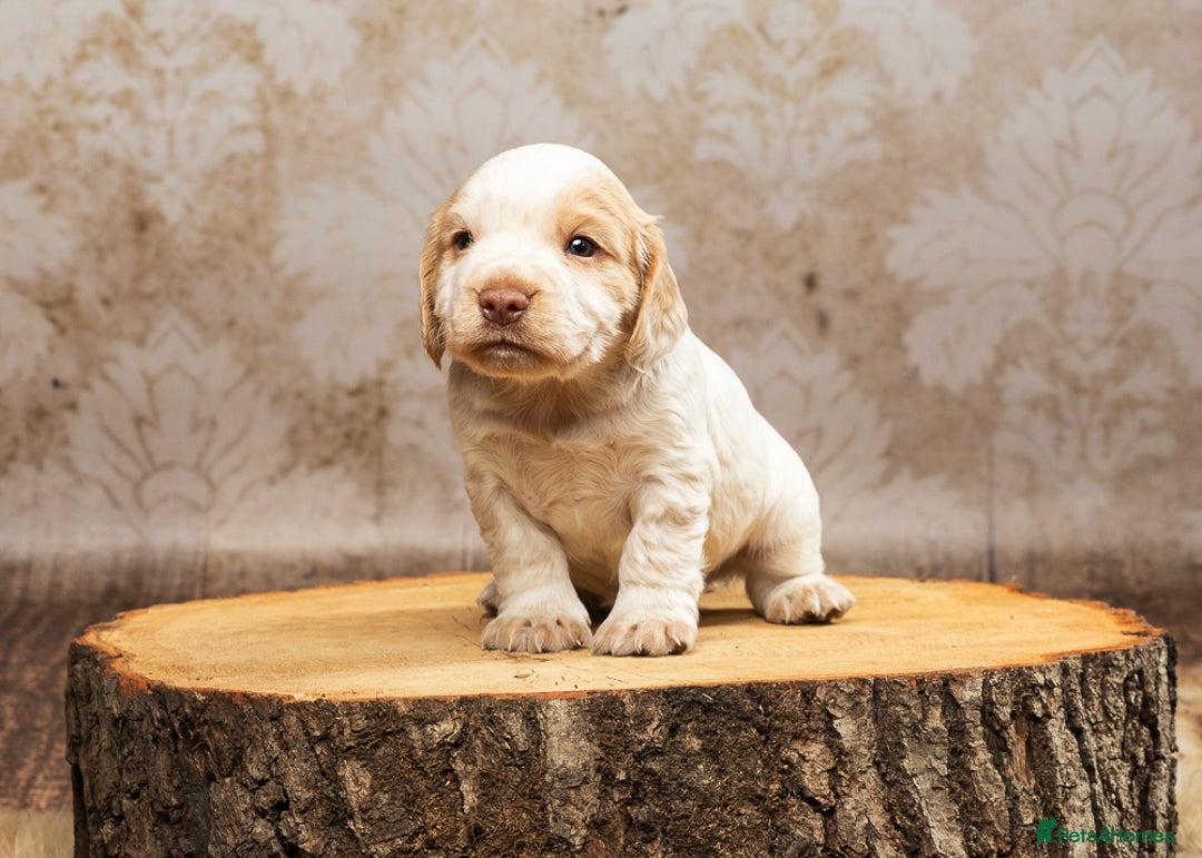 Cocker Spaniel dogs for sale: Last pup Working Cocker Spaniel Puppies! 🐶 in Chatteris - Image 6
