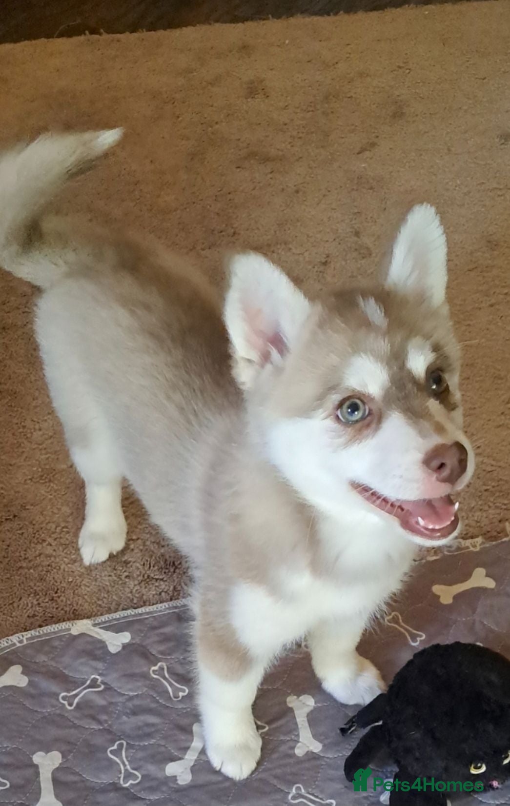 Pomsky dogs 💚Reduced F4 Pomsky 1 boy and 1 girl - Advert 3