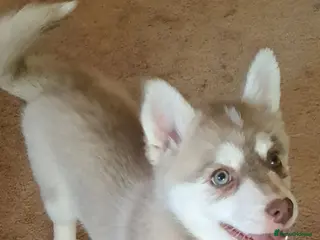 Pomsky dogs 💚Reduced F4 Pomsky 1 boy and 1 girl - Advert 3