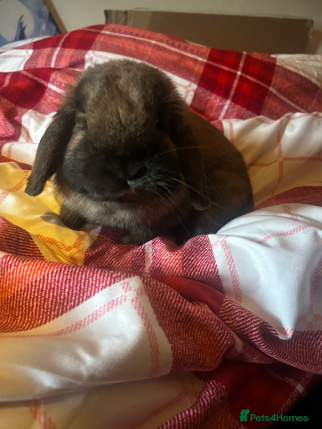 French Lop rabbits for sale: Male indoor lop rabbit ,not neutered ,lovely brown - Advert 3