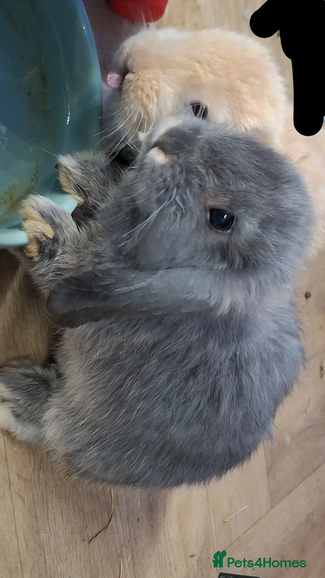 Mini Lop rabbits for sale: 4 beautiful mini lops, 2 boys 2 girls - Advert 2