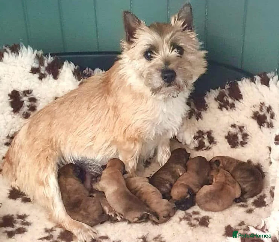 Cairn Terrier dogs for sale: Cairn Terrier Pups - Advert 2