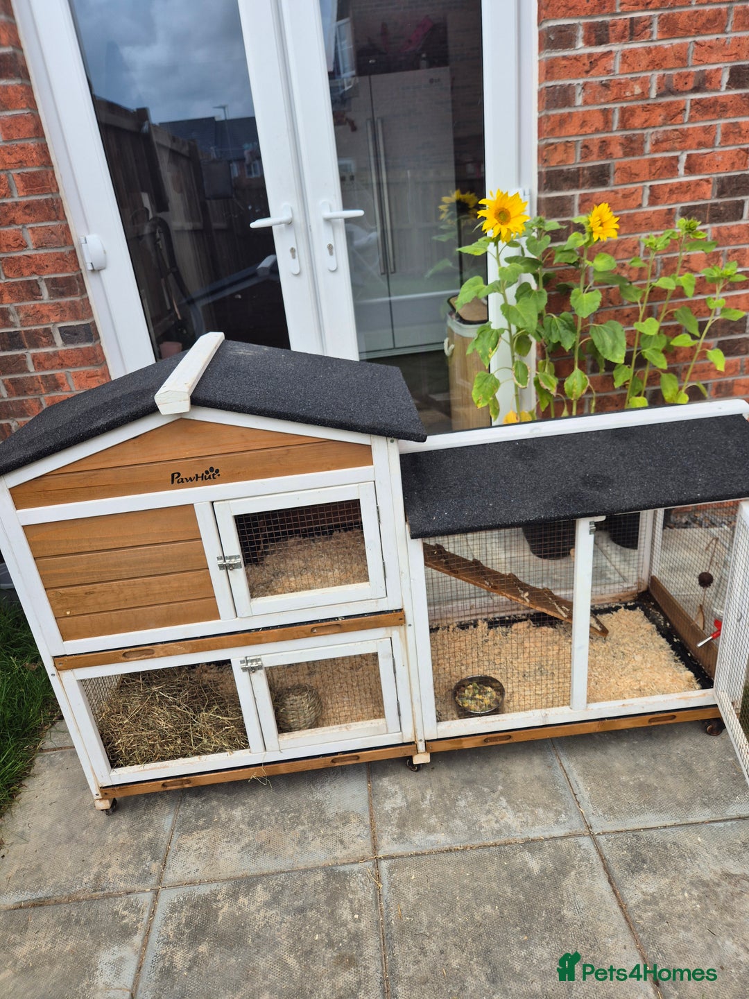 Guinea Pig rodents for sale: female guinea pigs with hutch - Image 4