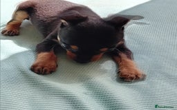 Miniature Pinscher dogs for sale: Mini pinscher for sele  - Image 2