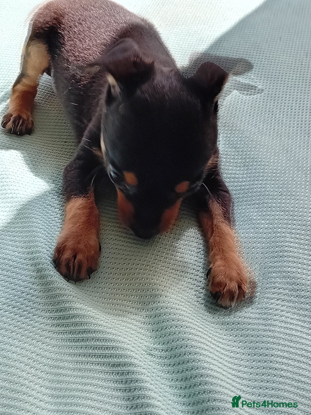 Miniature Pinscher dogs for sale: Mini pinscher for sele  - Image 2