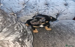 Mixed Breed dogs for sale: French chihuahuas for sale  - Image 3