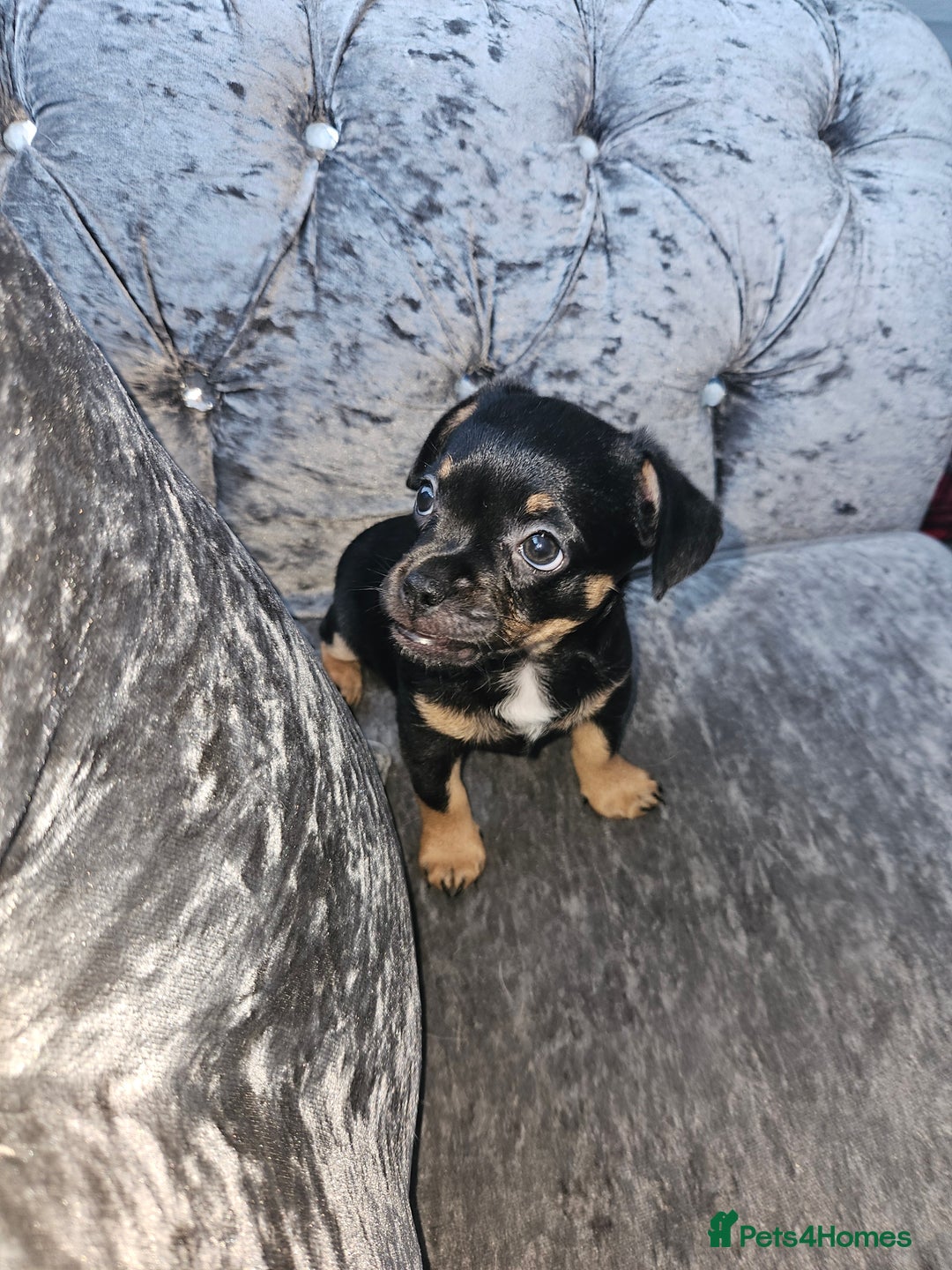 Mixed Breed dogs for sale: French chihuahuas for sale  - Image 3