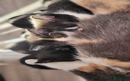 Mixed Breed cats for sale: Kittens looking for loving forever home - Image 20