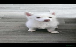 Siberian Husky dogs for sale: Husky puppies - Image 11