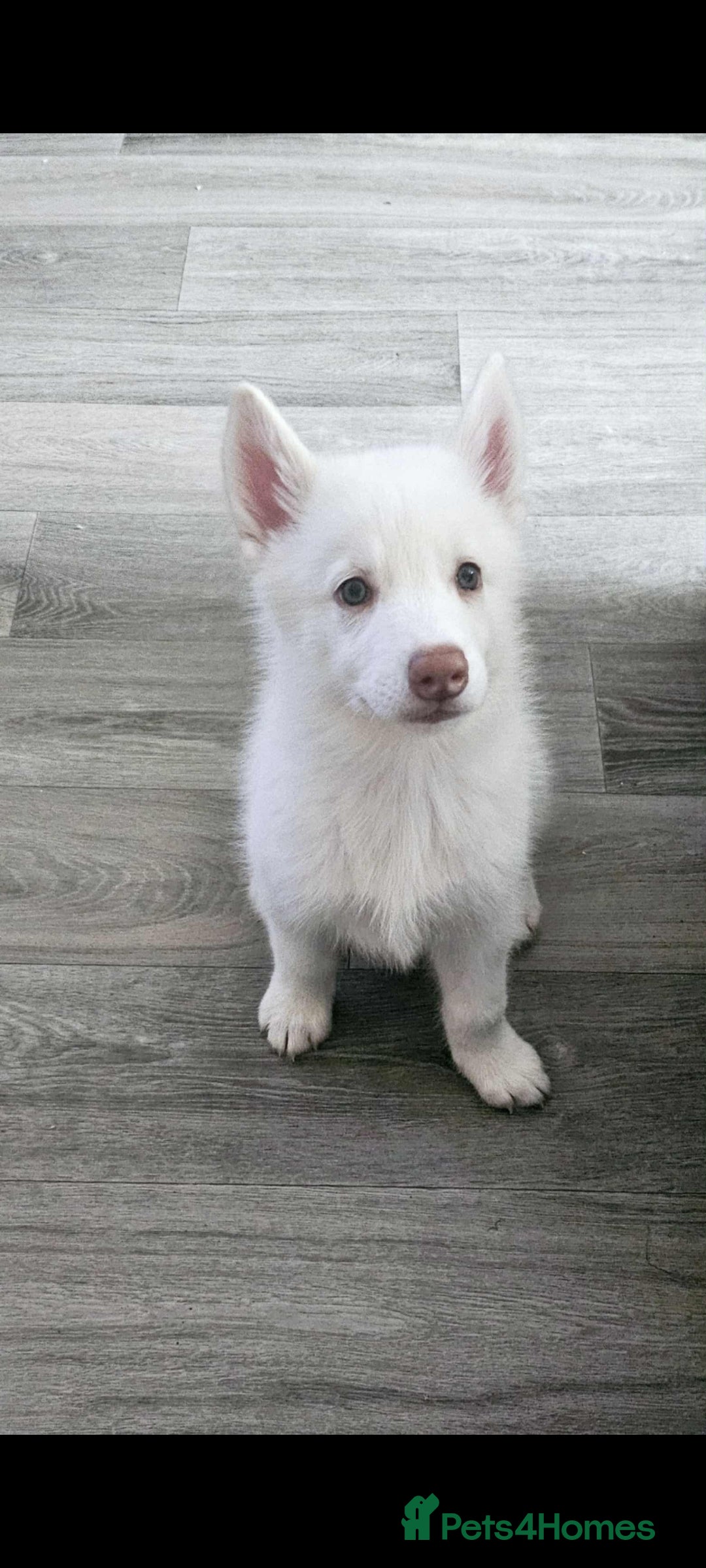 Siberian Husky dogs for sale: Husky puppies - Image 11