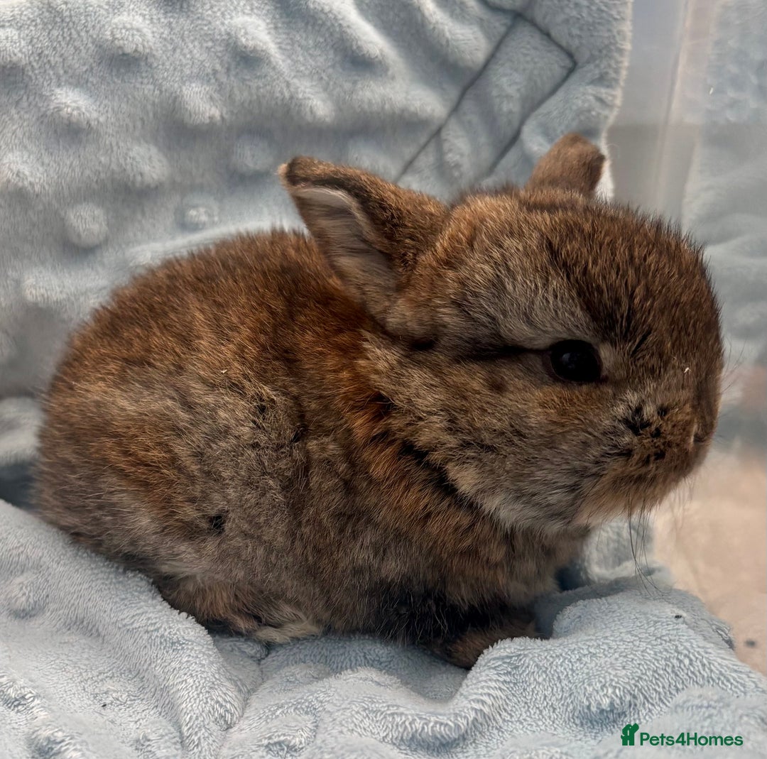 Mini Lop rabbits for sale: Beautiful Mini Lop Baby Bunnies 🐰 - Advert 16