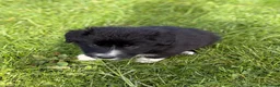 Border Collie dogs for sale: STUNNING BORDER COLLIE PUPS.  - Advert 22