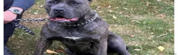 Bandog dogs for sale: Bandogge mastiff  - Advert 3