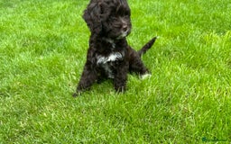 Cavapoo dogs for sale: F1 Cavapoo pups girls ready to leave now . - Image 8