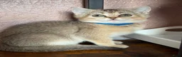 British Shorthair cats for sale: 4 Gorgeous British Shorthair TICA kittens - Advert 4