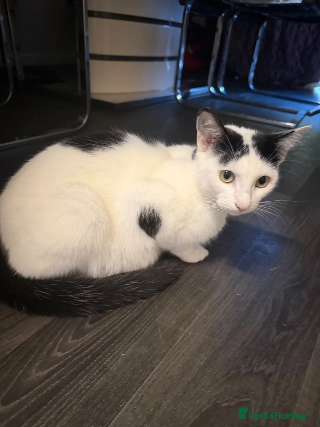 Mixed Breed cats for sale: Mixed breed kittens  - Advert 2