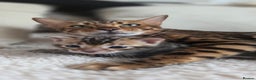 Bengal cats for sale: Georges Tica registered Bengal kittens  - Advert 8