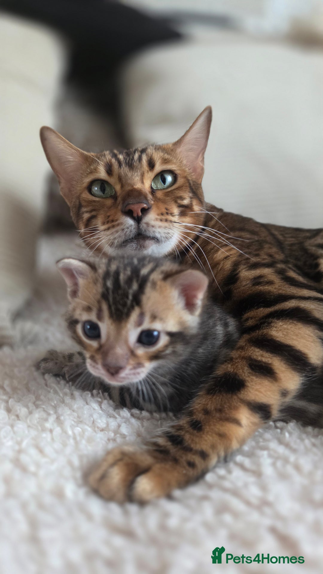 Bengal cats for sale: Georges Tica registered Bengal kittens  - Advert 8