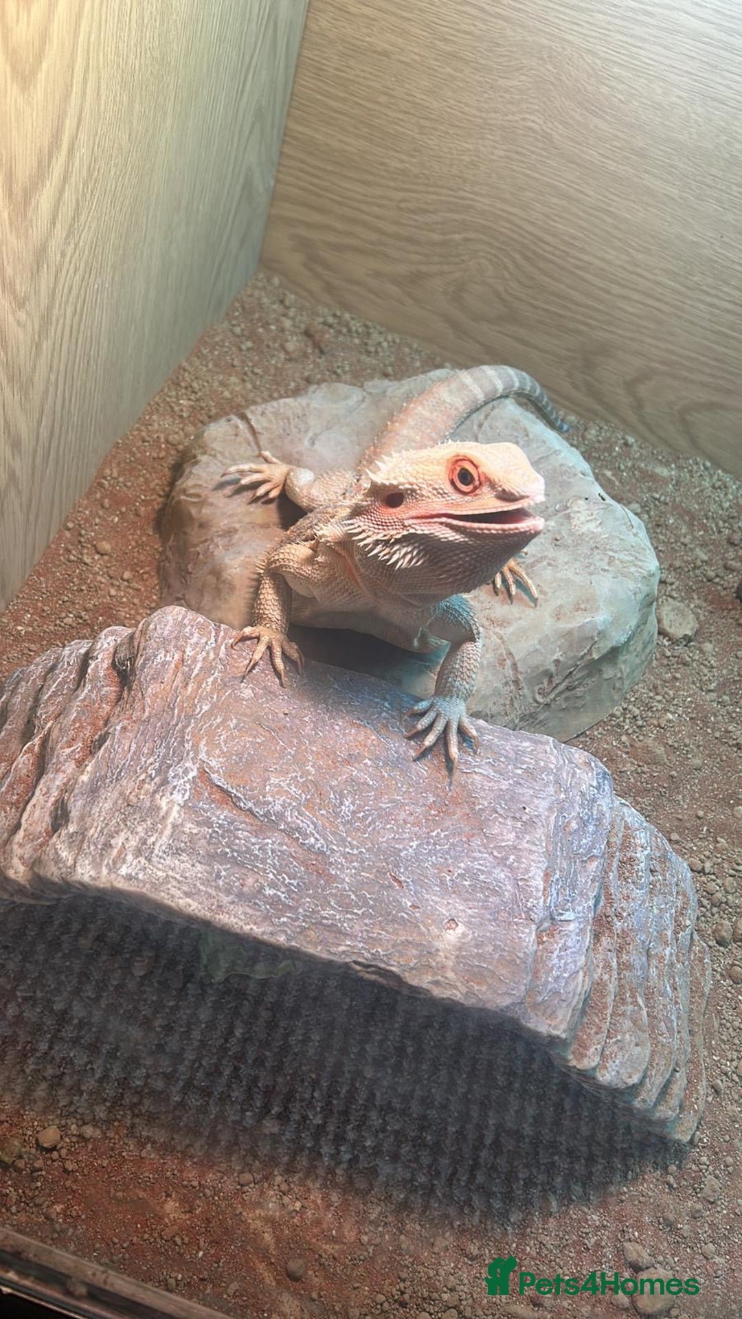 Bearded Dragon reptiles for sale: Bearded dragon and complete set up  - Image 3
