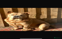 Mixed Breed dogs for stud: French chow for stud - Image 1