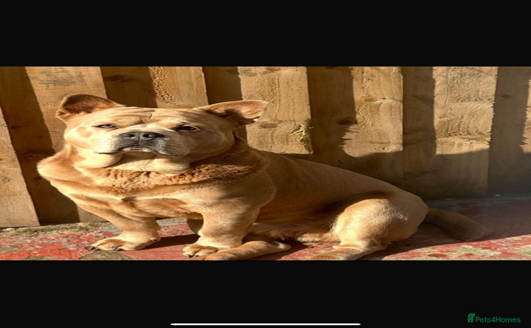 Mixed Breed dogs - Advert 1